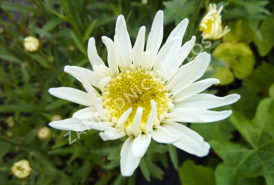 Kopretina velkokvětá 'Christine Hagemann' - Leucanthemum x superbum 'Christine Hagemann'
