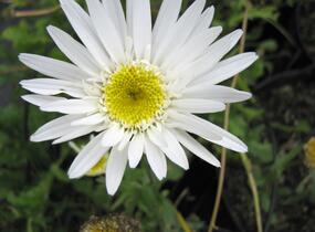 Kopretina velkokvětá 'Christine Hagemann' - Leucanthemum x superbum 'Christine Hagemann'