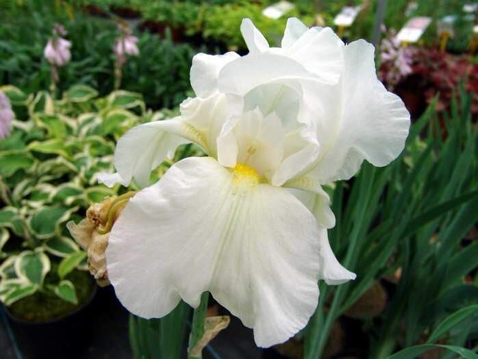 Kosatec německý 'Bianca' - Iris barbata 'Bianca'