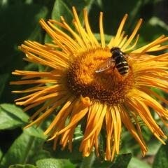 Oman východní - Inula orientalis
