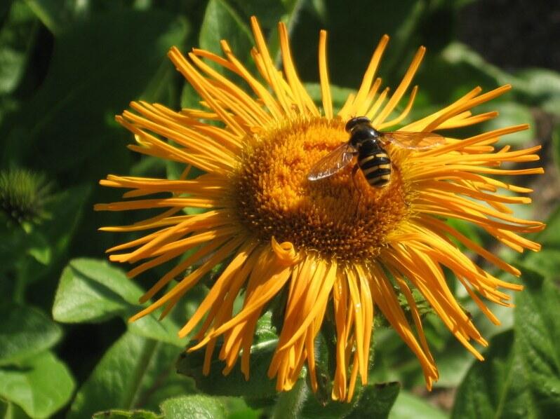 Oman východní - Inula orientalis
