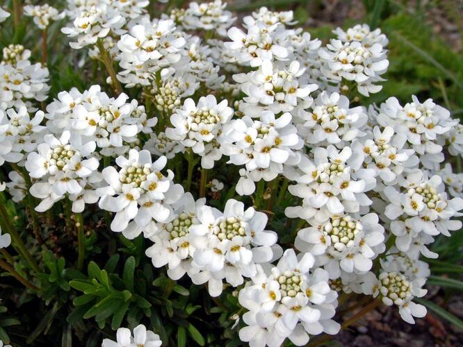 Iberka vždyzelená 'Gracilis Nana' - Iberis sempervirens 'Gracilis Nana'