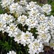 Iberka vždyzelená 'Gracilis Nana' - Iberis sempervirens 'Gracilis Nana'