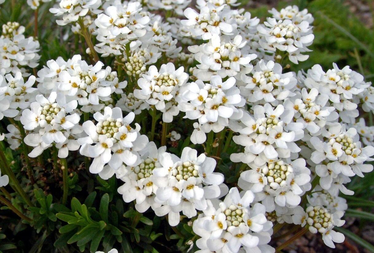 Iberka vždyzelená 'Gracilis Nana' - Iberis sempervirens 'Gracilis Nana'