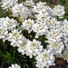 Iberka vždyzelená 'Gracilis Nana' - Iberis sempervirens 'Gracilis Nana'