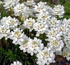 Iberka vždyzelená 'Gracilis Nana'