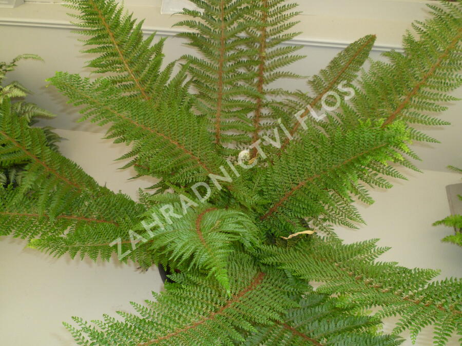 Kapradina štětinonosná 'Herrenhausen' - Polystichum setiferum 'Herrenhausen'