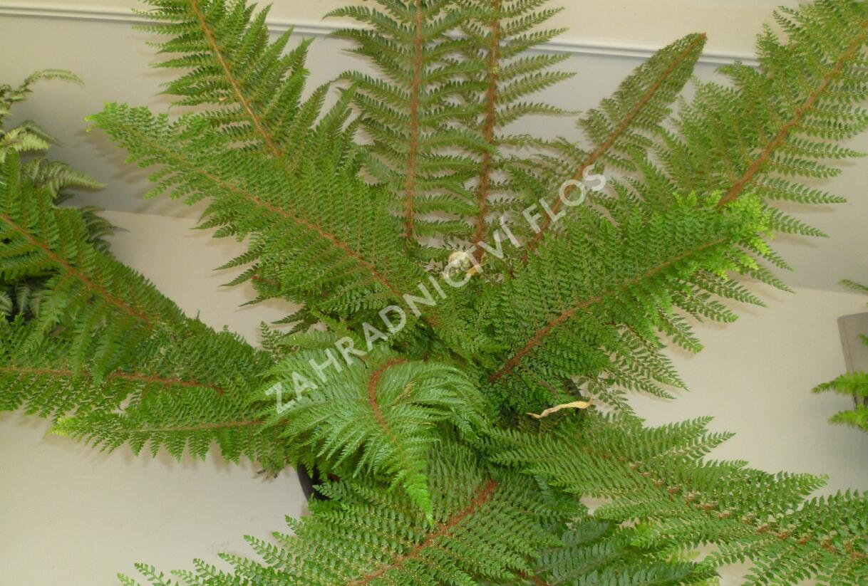 Kapradina štětinonosná 'Herrenhausen' - Polystichum setiferum 'Herrenhausen'