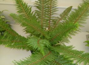 Kapradina štětinonosná 'Herrenhausen' - Polystichum setiferum 'Herrenhausen'