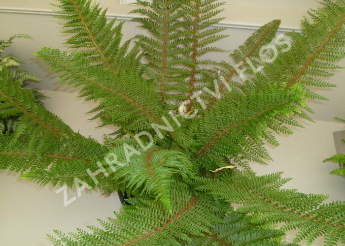 Kapradina štětinonosná 'Herrenhausen' - Polystichum setiferum 'Herrenhausen'