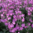 Silenka 'Rollies Favorite' - Silene robotii 'Rollies Favorite'