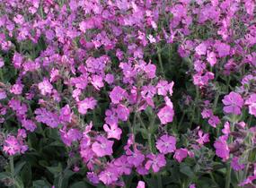 Silenka 'Rollies Favorite' - Silene robotii 'Rollies Favorite'