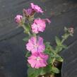 Silenka 'Rollies Favorite' - Silene robotii 'Rollies Favorite'