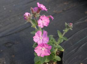 Silenka 'Rollies Favorite' - Silene robotii 'Rollies Favorite'
