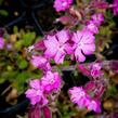 Silenka 'Rollies Favorite' - Silene robotii 'Rollies Favorite'