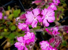 Silenka 'Rollies Favorite' - Silene robotii 'Rollies Favorite'