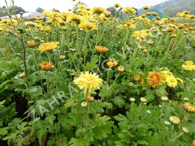 Listopadka 'Orange' - Dendranthema hortorum 'Orange'