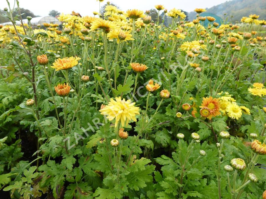 Listopadka 'Orange' - Dendranthema hortorum 'Orange'