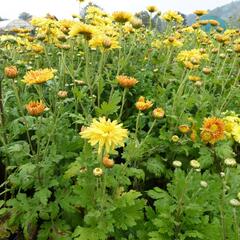 Listopadka 'Orange' - Dendranthema hortorum 'Orange'