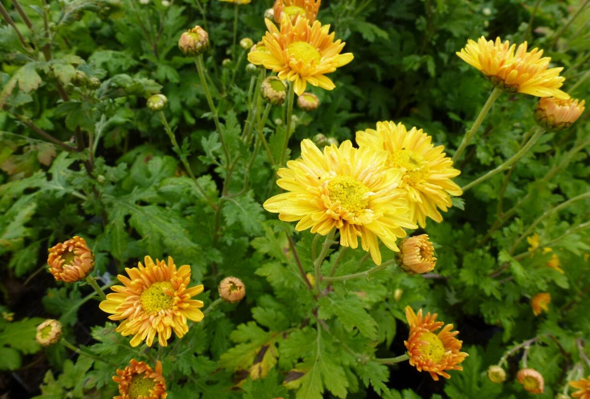 Listopadka 'Orange' - Dendranthema hortorum 'Orange'