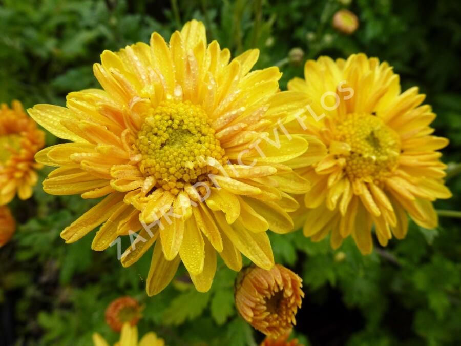 Listopadka 'Orange' - Dendranthema hortorum 'Orange'