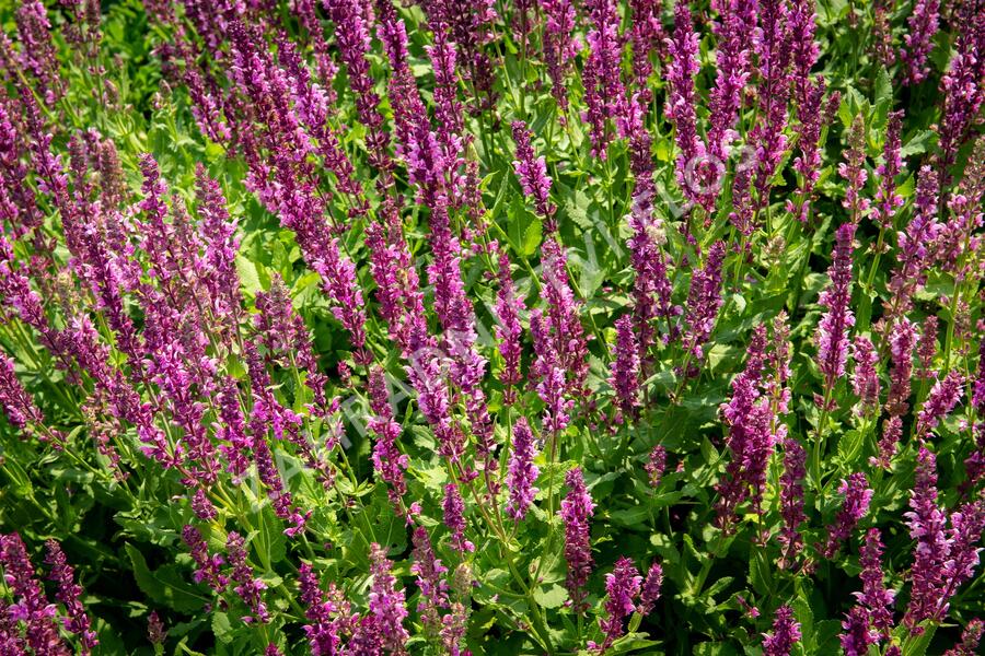 Šalvěj nádherná 'Rosawein' - Salvia superba 'Rosawein'