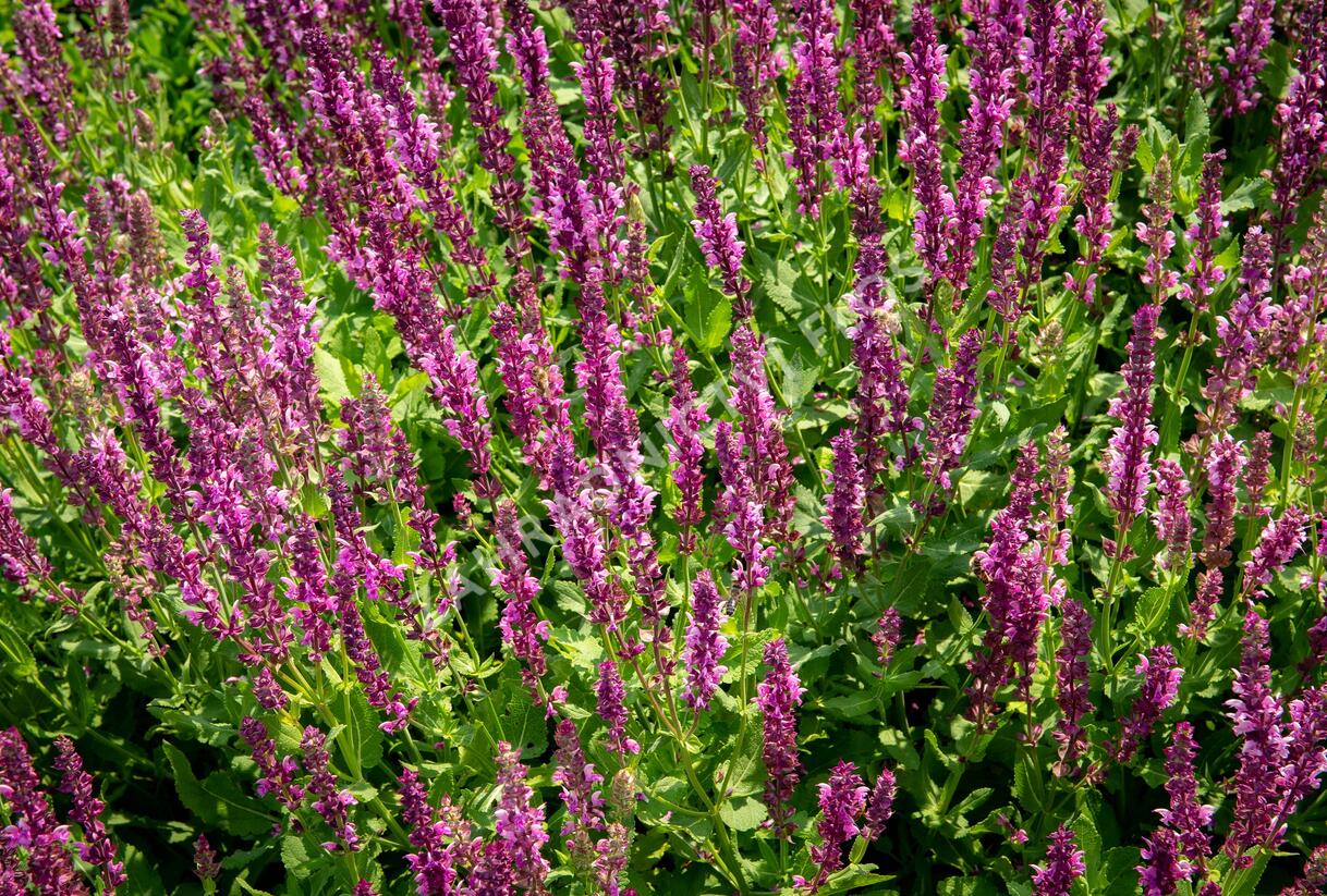 Šalvěj nádherná 'Rosawein' - Salvia superba 'Rosawein'