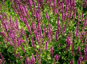 Šalvěj nádherná 'Rosawein' - Salvia superba 'Rosawein'