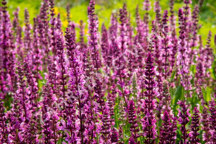 Šalvěj nádherná 'Rosawein' - Salvia superba 'Rosawein'