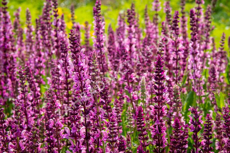 Šalvěj nádherná 'Rosawein' - Salvia superba 'Rosawein'