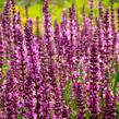 Šalvěj nádherná 'Rosawein' - Salvia superba 'Rosawein'