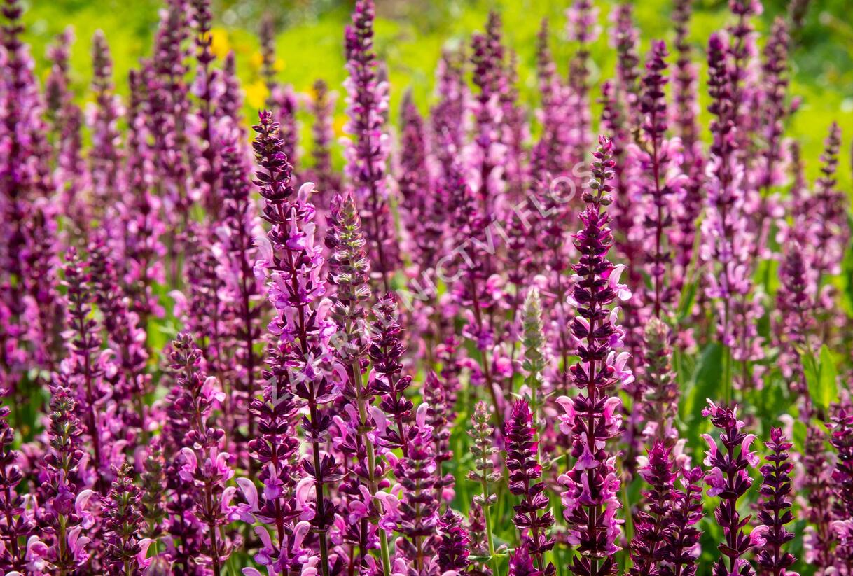 Šalvěj nádherná 'Rosawein' - Salvia superba 'Rosawein'