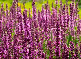 Šalvěj nádherná 'Rosawein' - Salvia superba 'Rosawein'