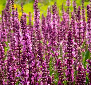 Šalvěj nádherná 'Rosawein' - Salvia superba 'Rosawein'