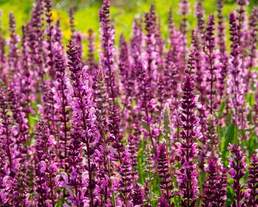 Šalvěj nádherná 'Rosawein'