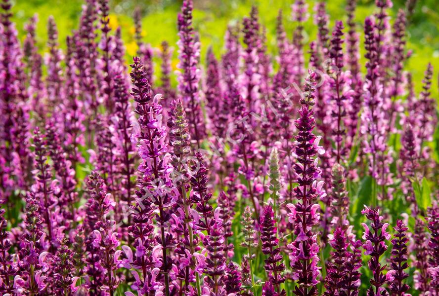 Šalvěj nádherná 'Rosawein' - Salvia superba 'Rosawein'