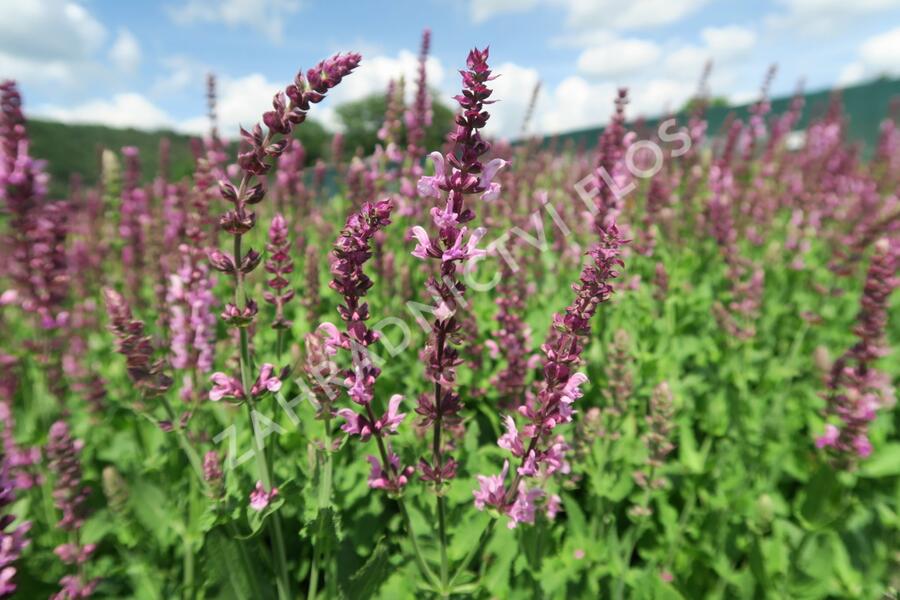 Šalvěj nádherná 'Rosawein' - Salvia superba 'Rosawein'