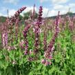 Šalvěj nádherná 'Rosawein' - Salvia superba 'Rosawein'