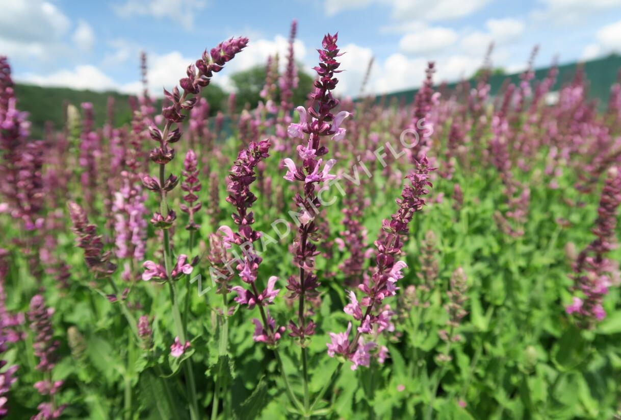 Šalvěj nádherná 'Rosawein' - Salvia superba 'Rosawein'