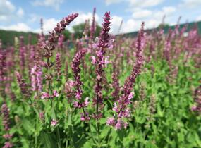 Šalvěj nádherná 'Rosawein' - Salvia superba 'Rosawein'