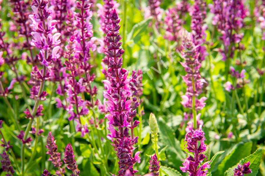 Šalvěj nádherná 'Rosawein' - Salvia superba 'Rosawein'