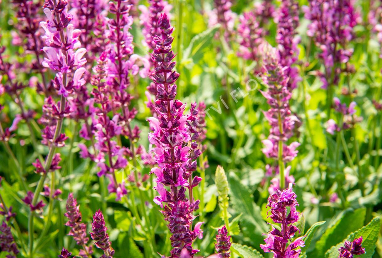 Šalvěj nádherná 'Rosawein' - Salvia superba 'Rosawein'