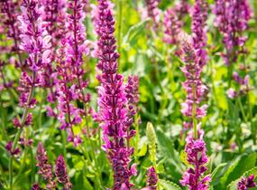 Šalvěj nádherná 'Rosawein' - Salvia superba 'Rosawein'