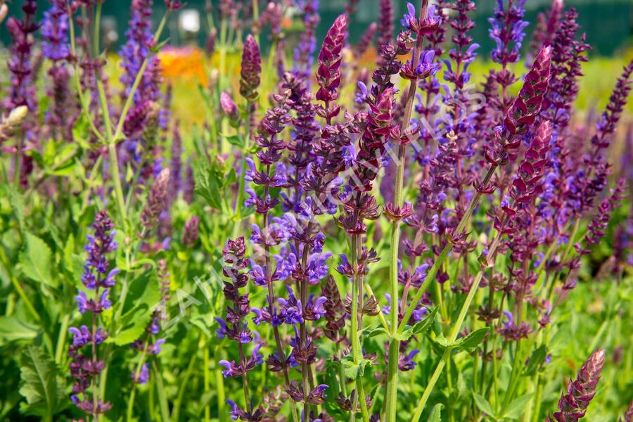 Šalvěj nádherná - Salvia superba