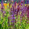 alvj ndhern - Salvia  sylvestris