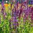 Šalvěj nádherná - Salvia superba