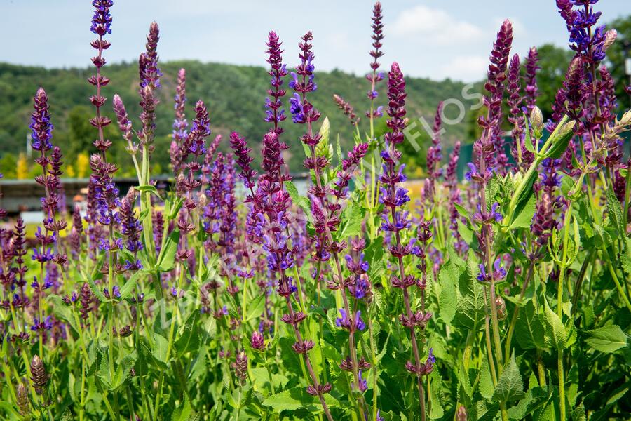 Šalvěj nádherná - Salvia superba