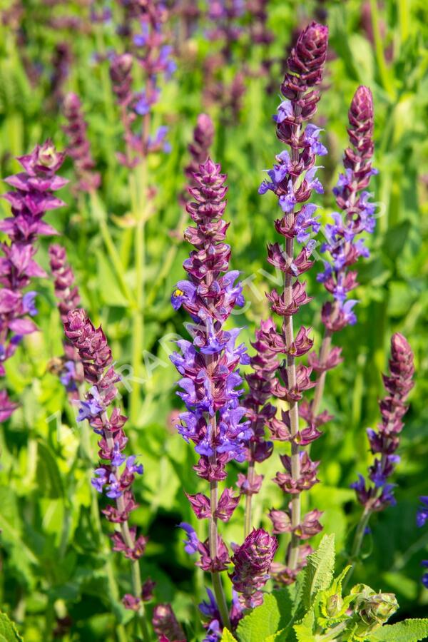 Šalvěj nádherná - Salvia superba