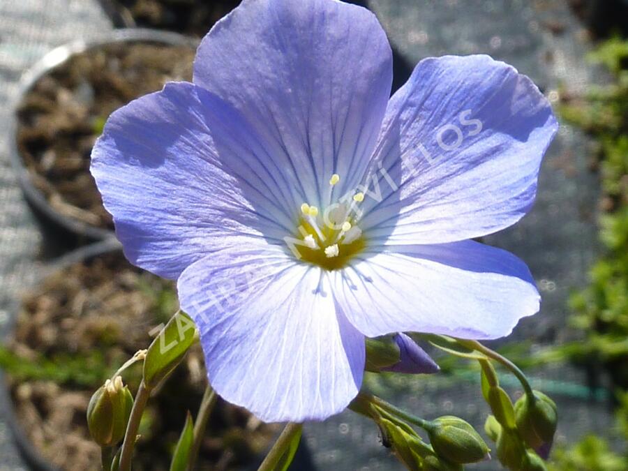 Len vytrvalý - Linum perenne