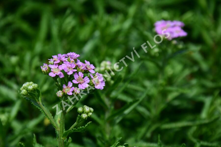 Řebříček sibiřský 'Love Parade' - Achillea sibirica 'Love Parade'